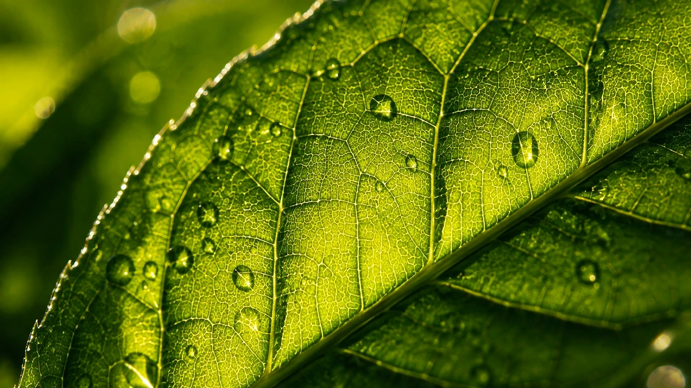 The surface of a shade-grown matcha leaf